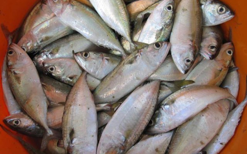 Về Rạch Giá thưởng thức cá ba thú  nấu canh dưa cải