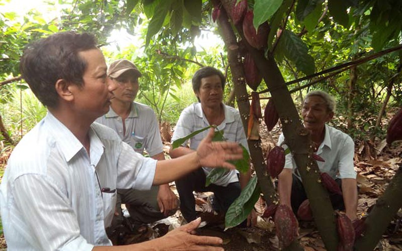 10 năm phát triển cây ca cao: Nhanh, nhỏ, và hơi… nhầm