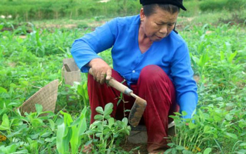 Đồng bào Thái trồng rau sạch thoát nghèo
