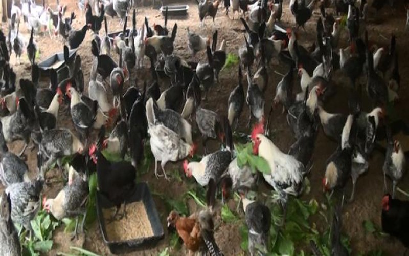 Làm giàu ở nông thôn: Gái đảm nuôi gà, trồng rau, kiếm nửa tỷ/năm