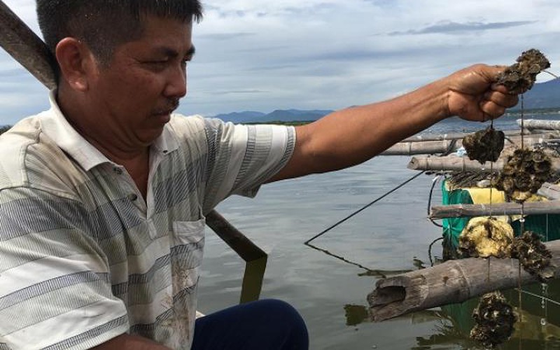 Khánh Hòa: Nuôi hàu trên dây, “đút túi” cả trăm triệu đồng/năm