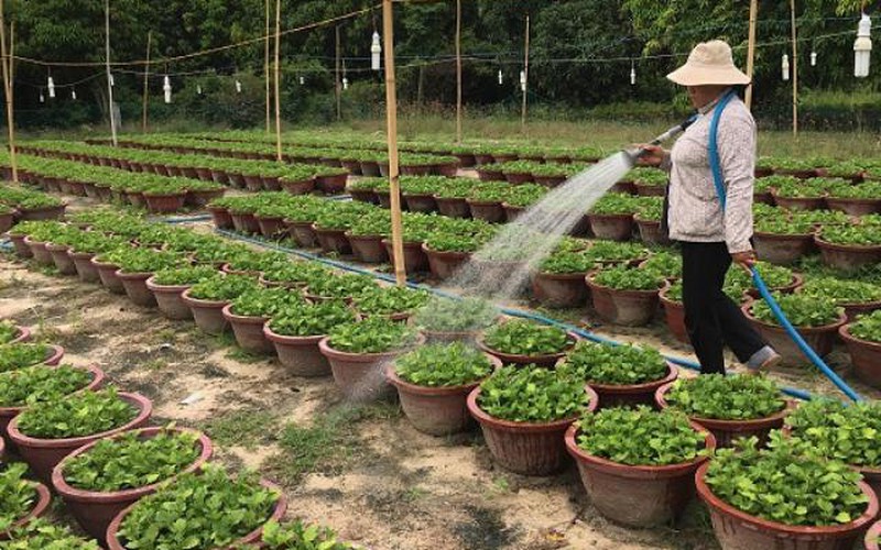 Khánh Hòa: Giá cúc giống, vật tư vụ hoa Tết tăng “chóng mặt”