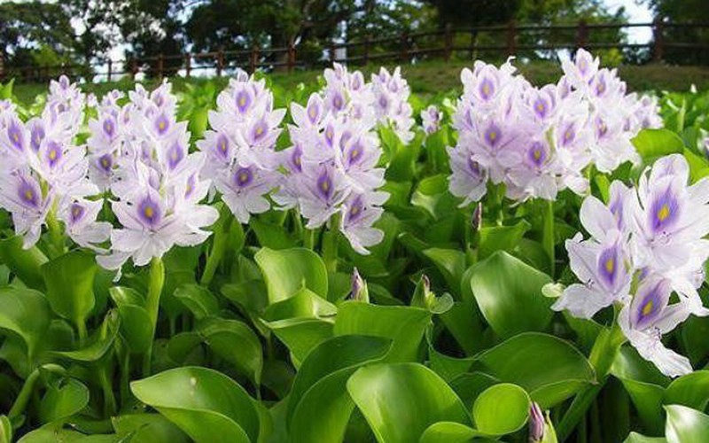 Thứ vứt đi ở Việt Nam, đem sang Nhật bán đắt như vàng