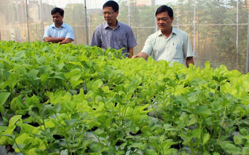 Việt Yên: Nâng cao giá trị nông sản thông qua chuỗi liên kết sản xuất