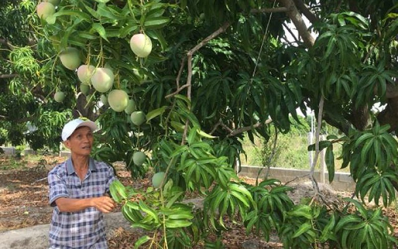 Khánh Hòa: Xây "biệt phủ" sắm xe tiền tỷ nhờ trồng xoài Úc xuất khẩu