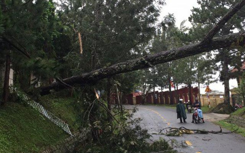 Đà Lạt: Người đi đường hốt hoảng vì nhiều cây xanh ngã đổ
