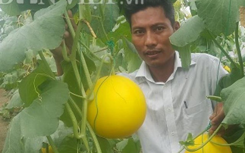 Thanh Hóa: Bỏ nghề buôn về trồng dưa vàng chóe, bán đắt hàng