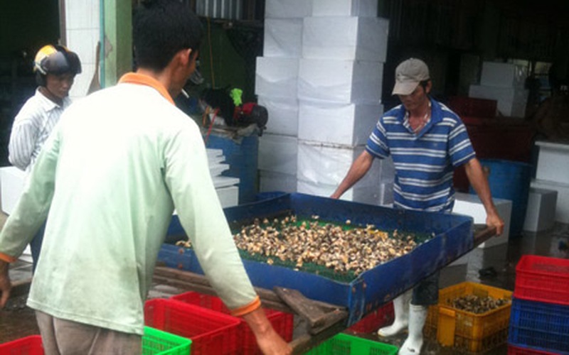 “Săn” ốc bươu vàng bán cho... Trung Quốc