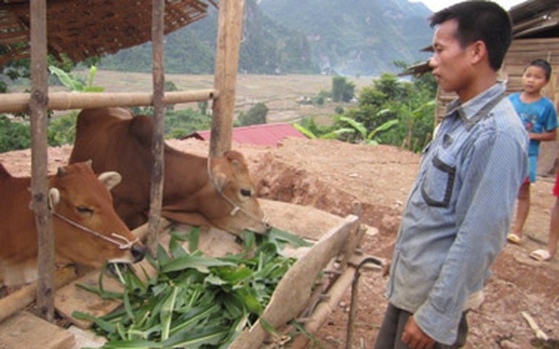 Sơn La:  Xóa nghèo bằng chăn nuôi