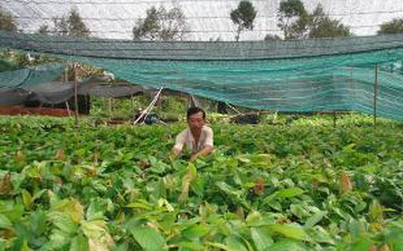 Đẩy mạnh sản xuất ca cao theo tiêu chuẩn UTZ