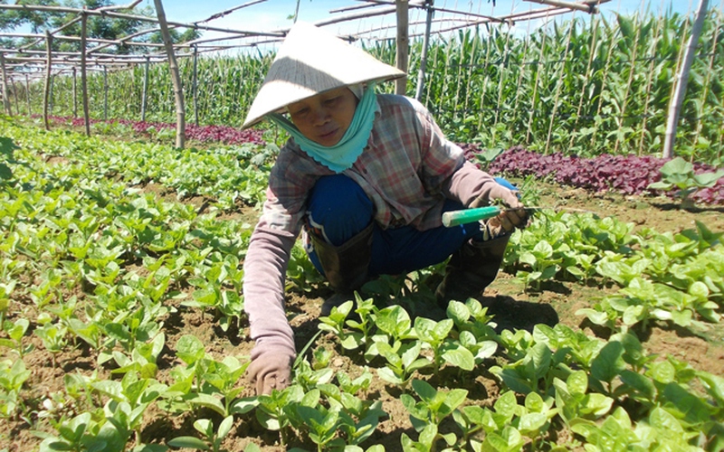 Làng rau VietGAP ngậm ngùi... trồng rau thường bán chợ