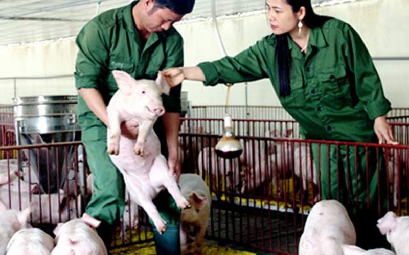 Bỏ Thủ đô về quê nuôi lợn, thu tiền tỷ mỗi năm