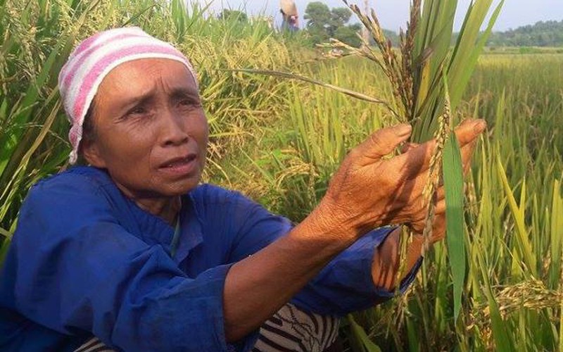 Hòa Bình: Nông dân điêu đứng vì mất mùa, gặt lúa về cho trâu, bò ăn
