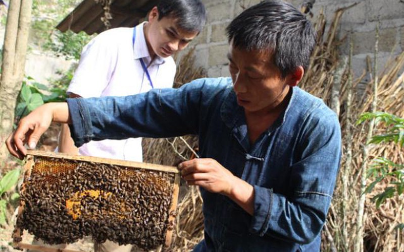 Sắp có hội thi đặc sản mật ong bạc hà tại Lễ hội hoa tam giác mạch