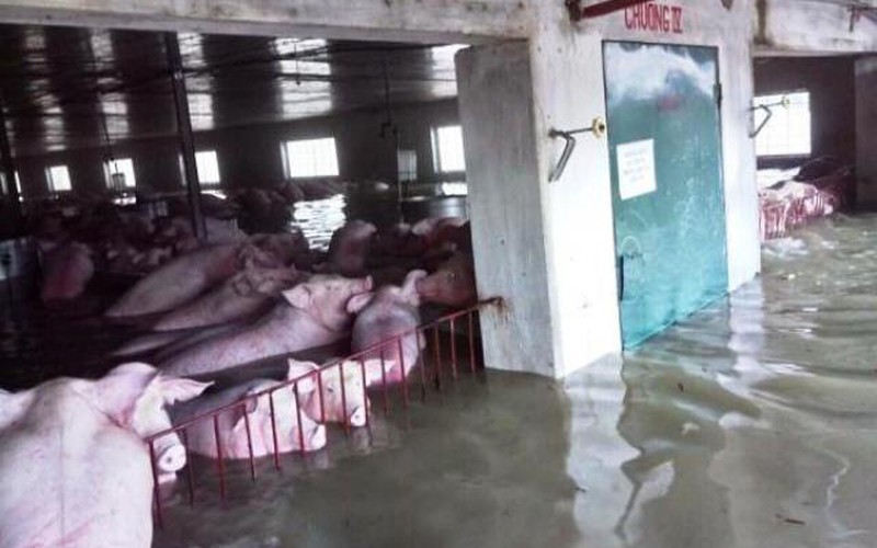 Còn có gần 1.000 con lợn khác bị chết đuối vì lũ ở Thanh Hoá