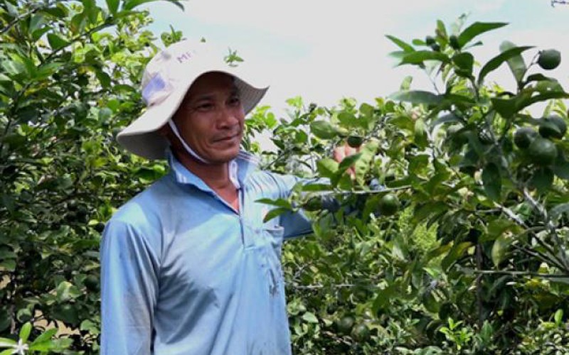 Chanh bông tím bất ngờ đại hạ giá, nhà vườn buồn thiu