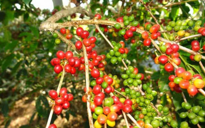 Giá nông sản hôm nay 26.10: Chỉ 3 phiên cà phê giảm tới 1,6 triệu/tấn, giá tiêu ổn định; ngành mía đường "héo hon" vì đường lậu