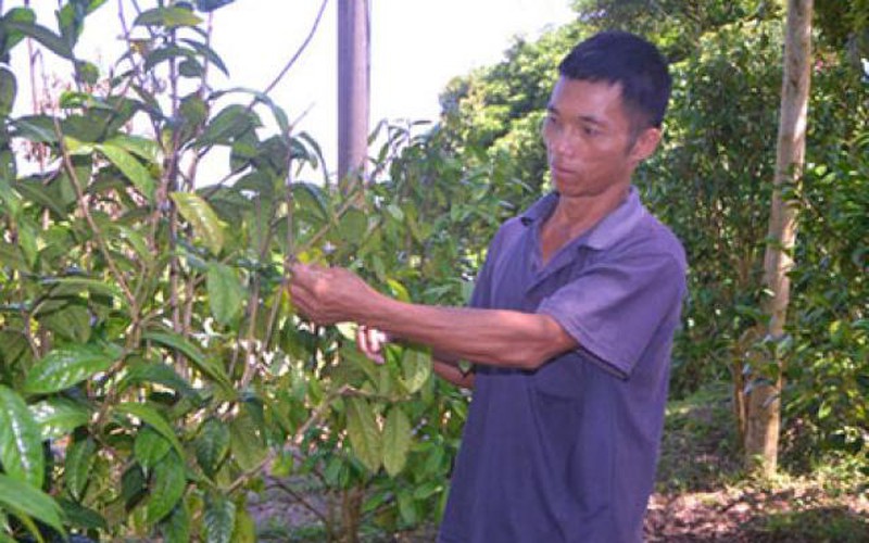 Trồng 600 cây trà hoa vàng, dân vùng cao Bắc Sơn thu 80 triệu/năm