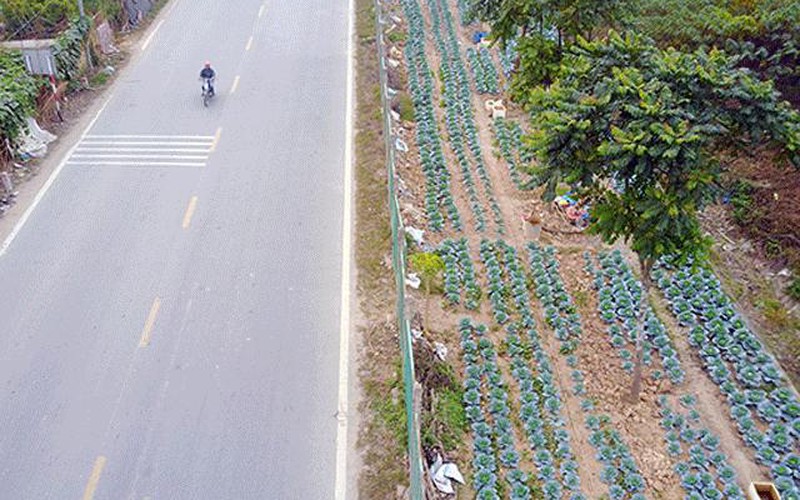 Nông dân trồng rau xanh mướt, chăn bò trên đại lộ nghìn tỉ ở Thủ đô