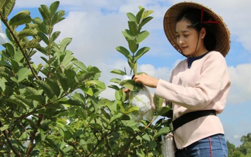 Hot girl 9X Đồng Tháp về quê trồng ổi Mỹ, mỗi năm bán 90 tấn trái