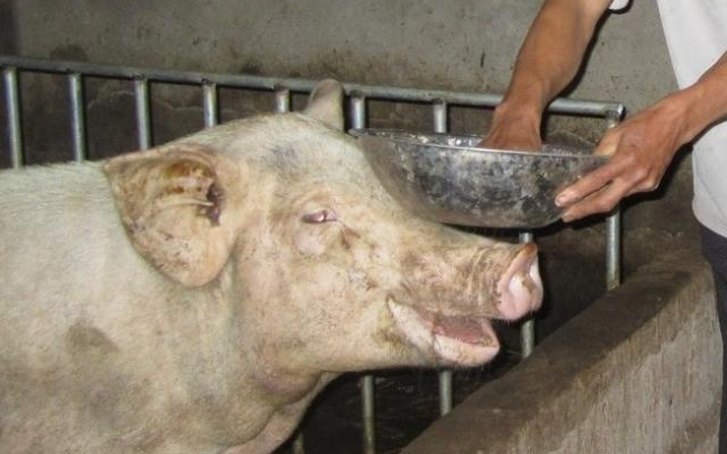 Quảng Trị: Xử lý cán bộ xã lấy tiền hỗ trợ nuôi lợn của dân