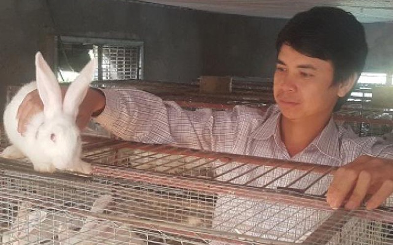 Nam Định: Nuôi cả ngàn thỏ trắng bán cho Nhật, lãi 40 triệu/tháng