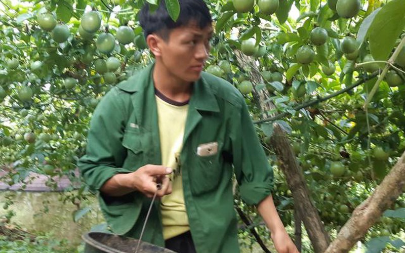 Chanh leo Mộc Châu chi chít quả, ăn ngay tại vườn vì quá sạch
