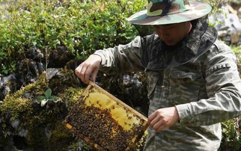Kỳ công nuôi ong bạc hà trên cao nguyên đá vắt ra mật cực thơm