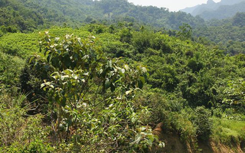 Đi hái quả trong rừng, một người dân Nghệ An bị trúng đạn tử vong