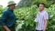 Cây gai xanh mang lại hiệu quả cao cho nông dân Sơn La