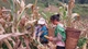 Niềm vui của nông dân trồng ngô ở vùng cao Sơn La