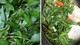 Loại rau gia vị quen thuộc trong bữa ăn hàng ngày của người Việt, song không phải ai cũng biết tác dụng