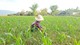 Mường Ảng: Chị em bắt tay làm kinh tế từ vốn vay ngân hàng chính sách