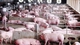 Giá lợn hơi trượt dốc dài, mốc giá 57.000 đồng/kg không còn, vì sao?