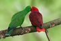 Vẹt eclectus - loài vẹt nhỏ nhất thế giới có khả năng ăn nói lưu loát