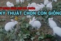 Kỹ thuật nuôi thỏ thả vườn: Kỹ thuật chọn con giống