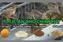 Kỹ thuật nuôi chim cút thịt: Thức ăn cho chim cút