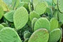 Quy trình trồng xương rồng Nopal - món ăn cực nổi tiếng ở Nam Mỹ