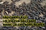 Sâu canxi là gì? Lợi ích của sâu canxi mang lại cho nông nghiệp