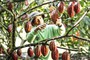 Những lợi ích của cacao mà không phải ai cũng biết